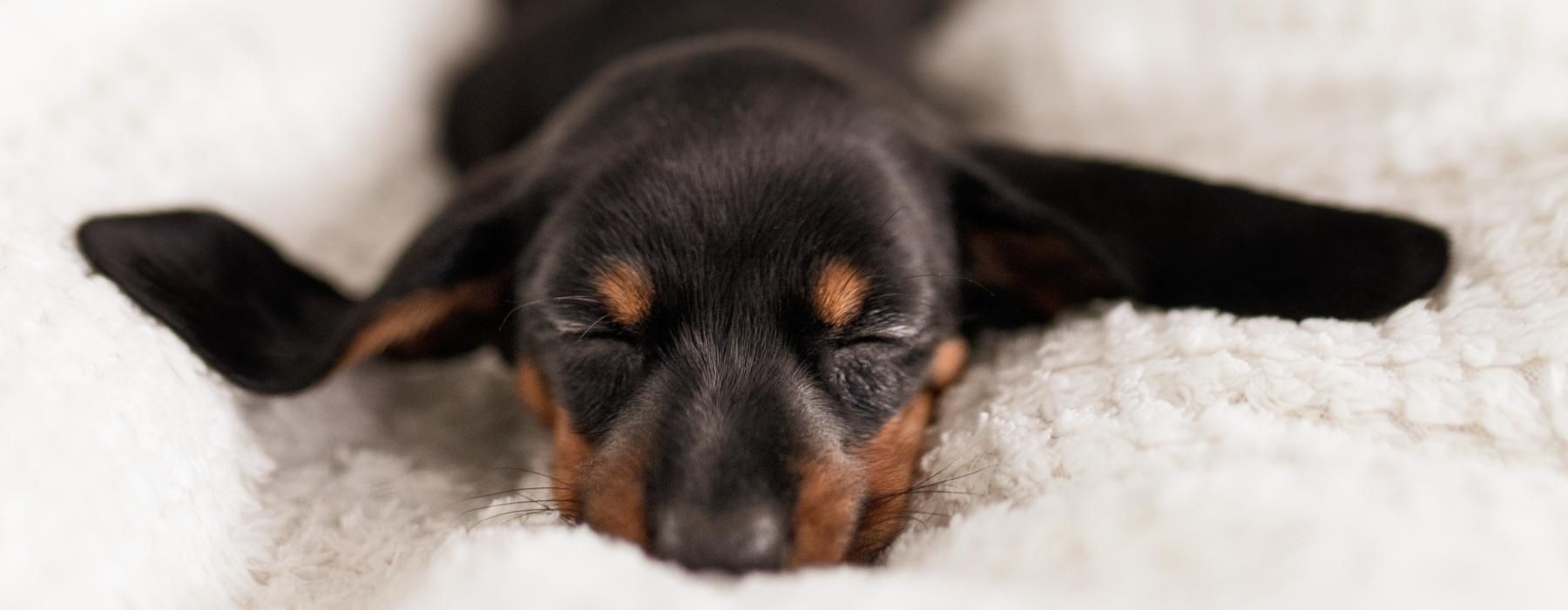 a dog lying on a bed